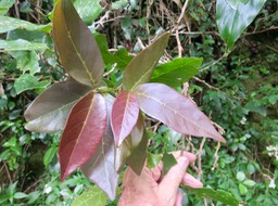 7. Jeunes feuilles (rouges) de Antidesma madagascariense - Bois de cabri (blanc) - Euphorbiaceae -    Madagascar. Comores. La Réunion. Maurice (domaties)