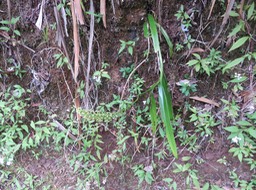 9. Benthamia latifolia - - Orchidaceae