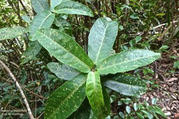 Acalypha integrifolia. bois de violon .euphorbiaceae.indigène Réunion.
