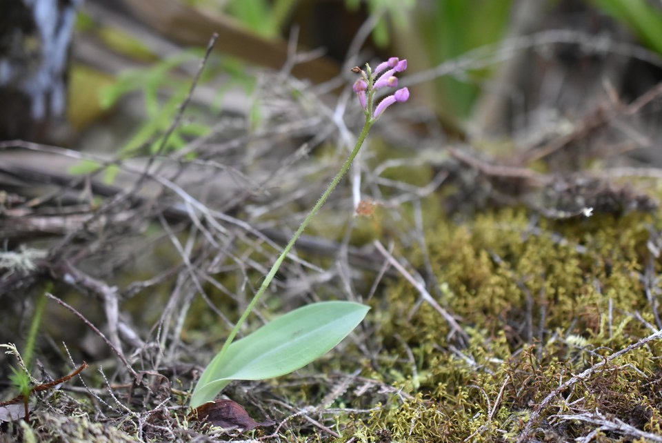 Arnottia mauritiana (Cynorkis inermis) - ORCHIDOIDEAE - Indigène Réunion