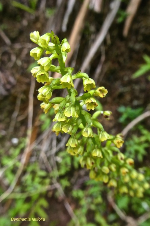 Benthamia latifolia. orchidaceae.endémique Réunion Maurice .P1019657