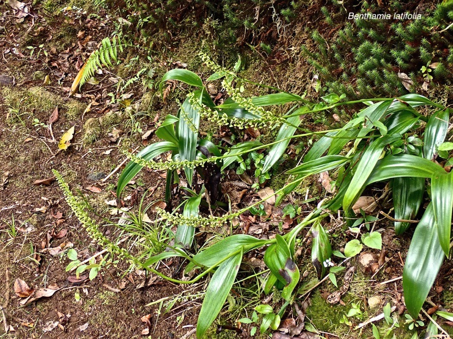 Benthamia latifolia.orchidaceae.endémique Réunion Maurice.P9280162