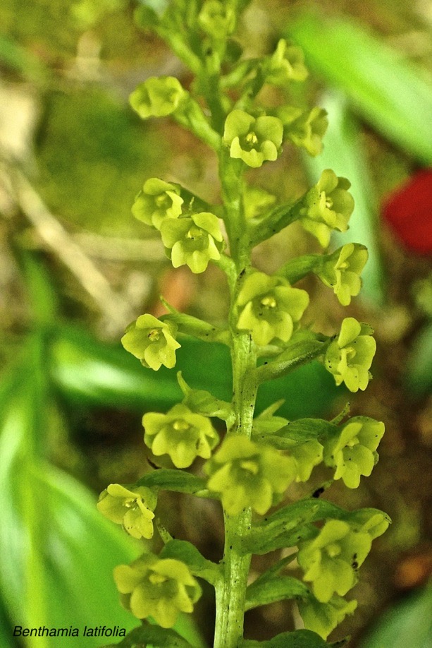 Benthamia latifolia.orchidaceae.endémique Réunion Maurice .P9280153