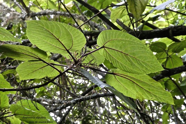 Boehmeria stipularis.bois de source blanc.grande ortie.urticaceae.endémique Réunion.P1019760