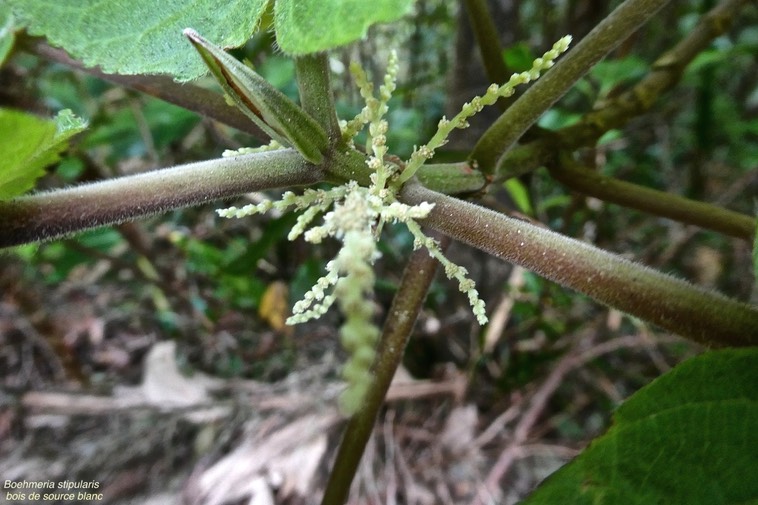 Boehmeria stipularis.bois de source blanc.grande ortie.urticaceae.endémique Réunion.P1019664