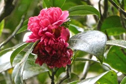Camellia japonica. camélia. theaceae. P1019689