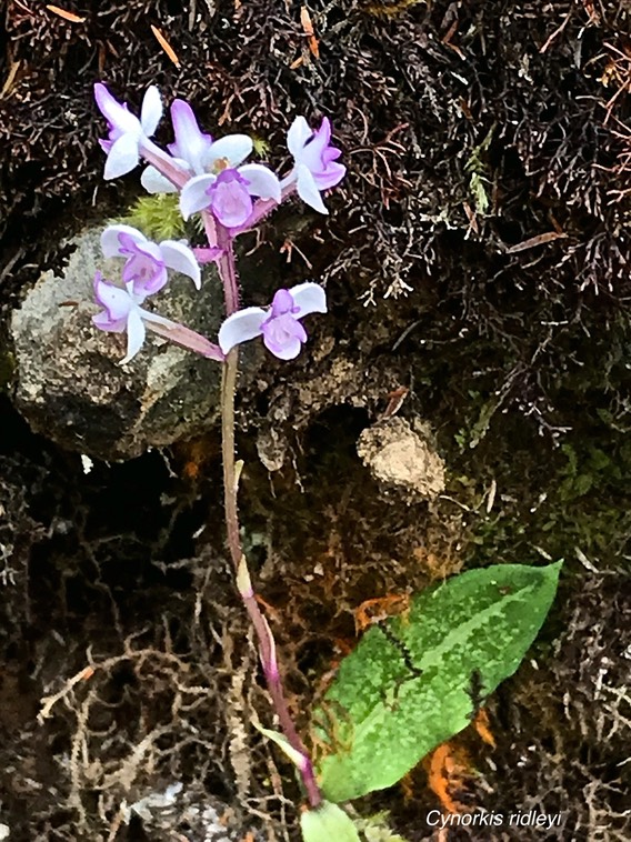 Cynorkis ridleyi ( variegata ) .orchidaceae.indigène Réunion.IMG_3304