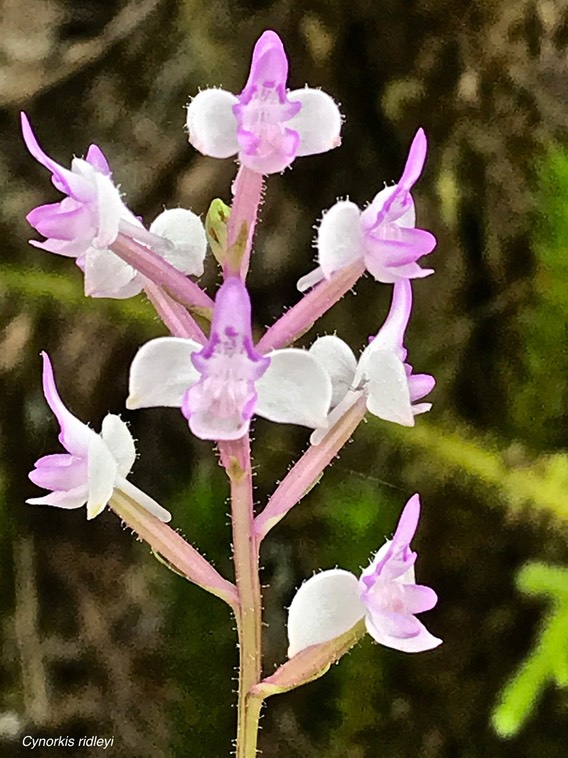 Cynorkis ridleyi .(variegata ) orchidaceae.indigène Réunion.IMG_3302
