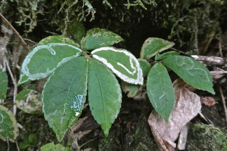 Elatostema fagifolium.urticaceae.P1019805