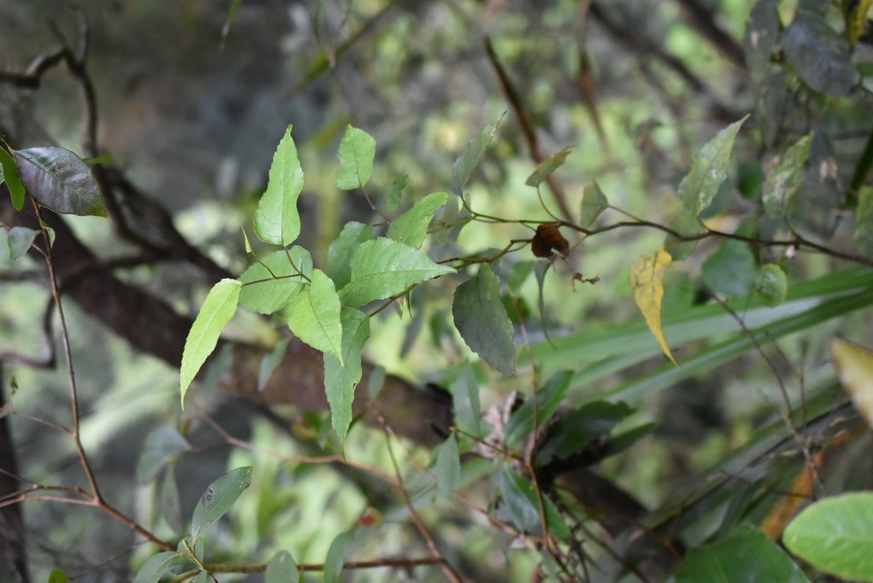 Faujasiopsis flexuosa - Liane zig-zag - ASTERACEAE - Endémique Réunion, Maurice