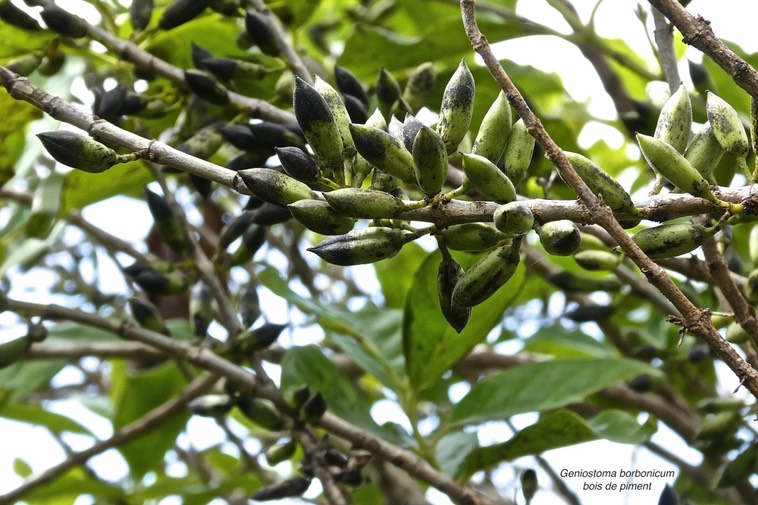 Geniostoma borbonicum.bois de piment.endémique Réunion Maurice.P1019560