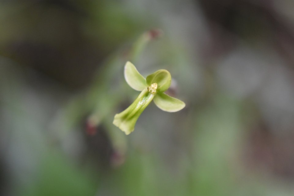 Habenaria citrina - ORCHIDOIDEAE - Endémique Réunion
