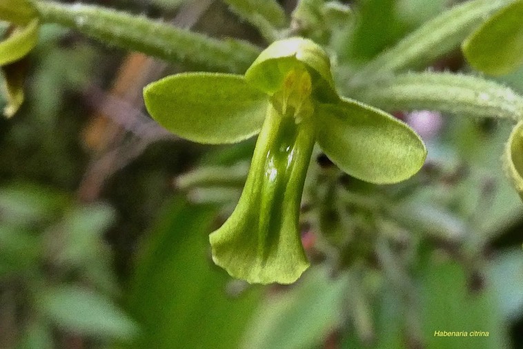Habenaria citrina .orchidaceae. endémique Réunion.P1019574