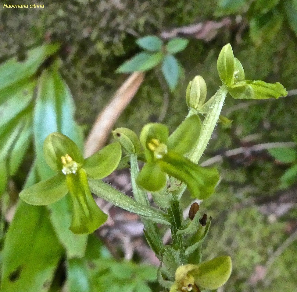 Habenaria citrina .orchidaceae;endémique Réunion.P1019579