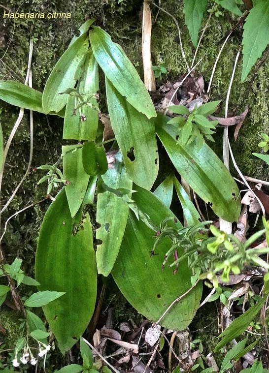 Habenaria citrina.orchidaceae.endémique Réunion.P1019590