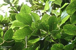 Homalium paniculatum. bois de bassin .corce blanc.salicaceae.endémique Réunion Maurice.P1019607