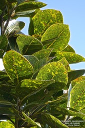 Homalium paniculatum .bois de bassin.corce blanc.salicaceae. endémique Réunion Maurice.P1019872