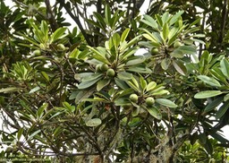 Labourdonnaisia calophylloides.petit natte .sapotaceae.endémique Réunion Maurice.P1019695