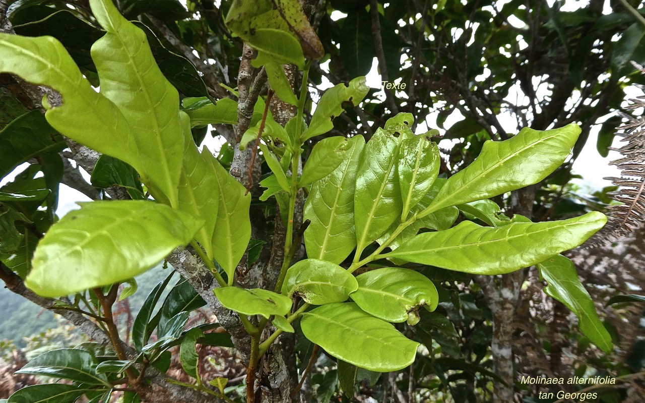 Molinaea alternifolia.tan Georges.(jeunes feuilles )sapindaceae.endémique Réunion Maurice.P1019723