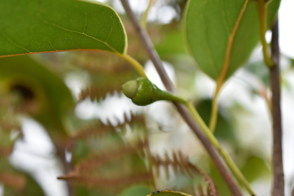 Ocotea obtusata - Cannelle marron (fruit en fomre de gland) - LAURACEAE - Endémique Réunion, Maurice