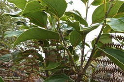 Ocotea obtusata. cannelle marron .( avec fruit )lauraceae.endémique Réunion Maurice.P1019702