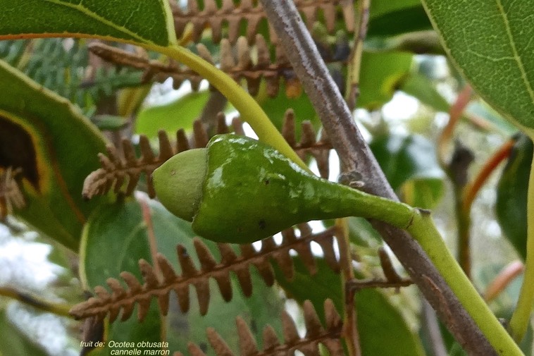 Ocotea obtusata.cannelle marron.(fruit )lauraceae.endémique Réunion Maurice.P1019699