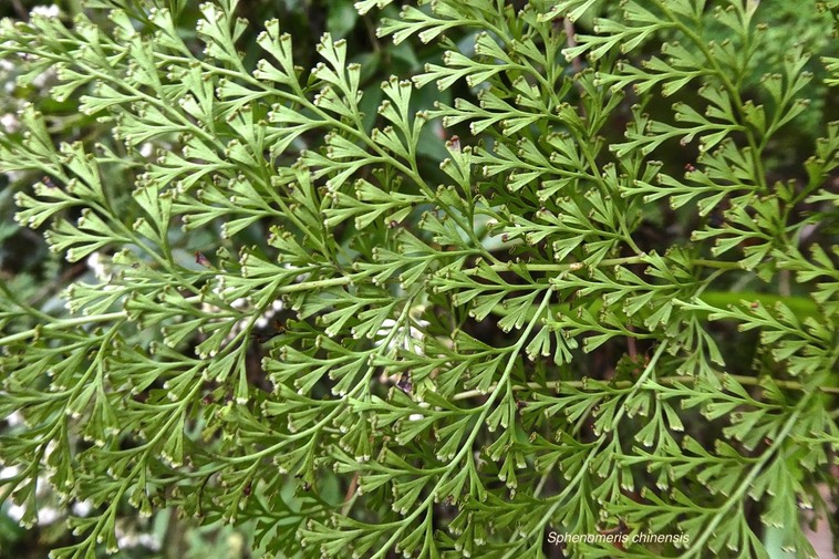 Sphenomeris chinensis .(détail face inférieure d'une fronde ).lindsaeaceae indigène Réunion.P1019678
