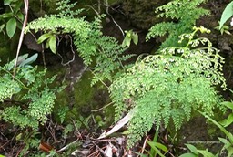 Sphenomeris chinensis. lindsaecaeae.indigène Réunion.P1019675