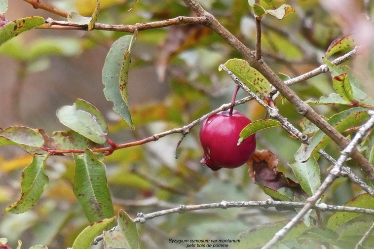 Syzygium cymosum var montanum.petit bois de pomme .(avec fruit ) myrtaceae.endémique Réunion.P1019736