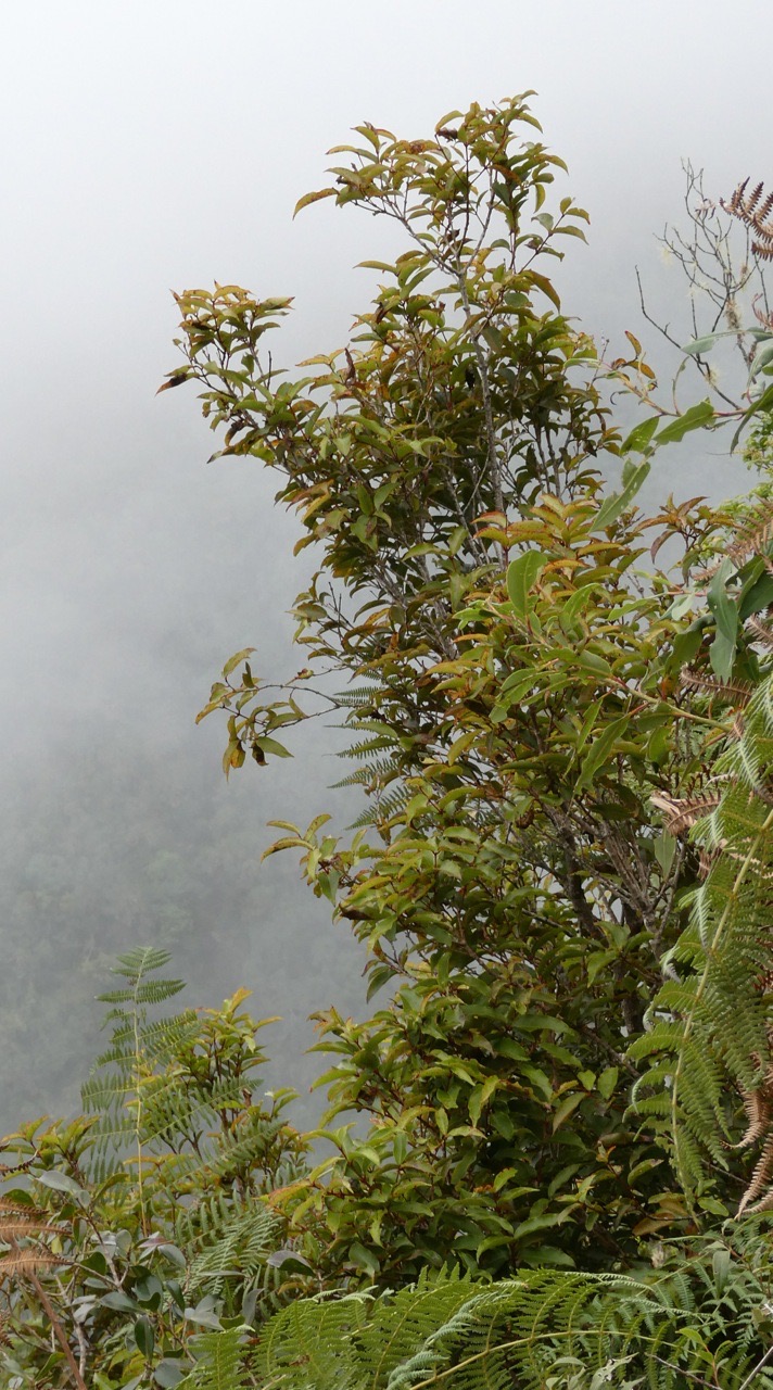Syzygium cymosum var montanum.petit bois de pomme.myrtaceae.endémique Réunion.P1019741