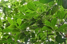 Tambourissa elliptica subsp elliptica.bois de tambour.monimiaceae..endémique Réunion.P1019640