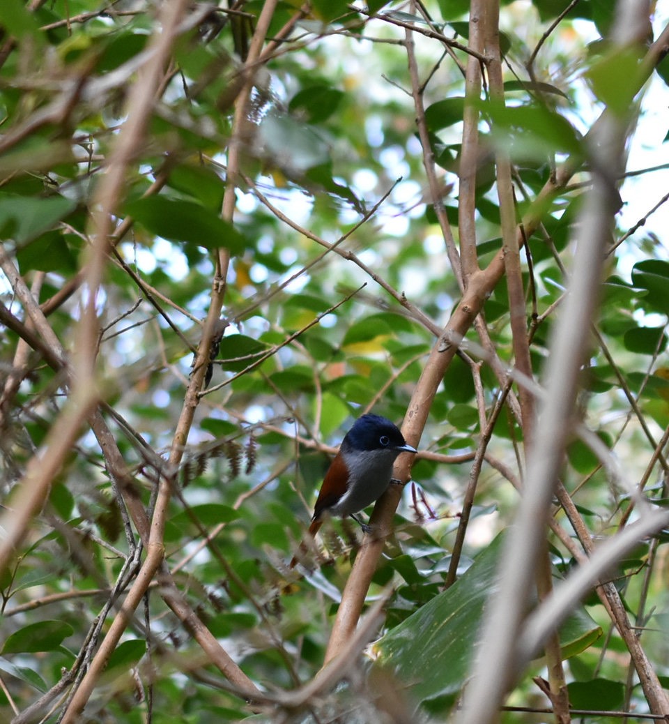 Terpsiphone bourbonnensis?- Oiseau la Vierge - MONARCHIDAE - Endémique Réunion