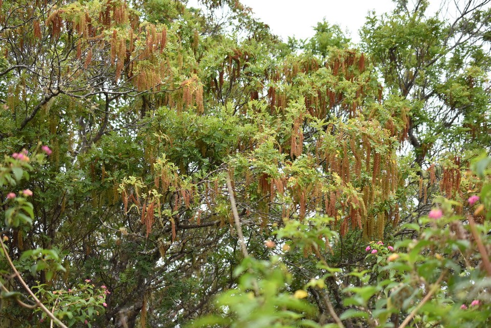 Weinmannia tinctoria - Tan rouge - CUNONIACEAE - Endémique Réunion, Maurice - MB2_3739