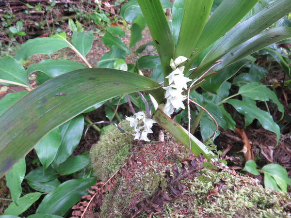 22 ???? Angraecum bracteosum - Orchidaceae -