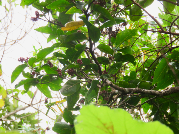 26 Fruits du bois de Antidesma madagascariense - Bois de cabri (blanc) - Euphorbiaceae