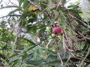 27 Syzygium cymosum - Bois de pomme rouge - Myrtacée - B  ??? montanum