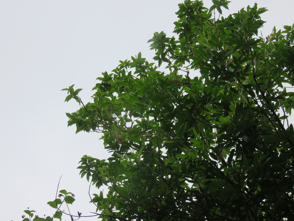 8 Fleurs peu visibles en bout de rameaux de Mussaenda landia Poir. var. holosericea (Sm.) Verdc. - Quinquina pays