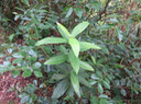 9 Acalypha integrifolia Willd. - Bois de violon. Bois de Charles - Euphorbiaceae - Madagascar, Réunion, Île Maurice