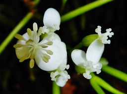 Begonia salaziensis (1)