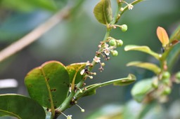 Bois de négresse - Phyllanthus phillyreifolius - PHYLLANTHACEAE - Endémique Réunion Maurice