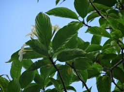 Fleur de Quinquina de pays - Mussaenda landia - RUBIACEAE - Endémique Réunion Maurice