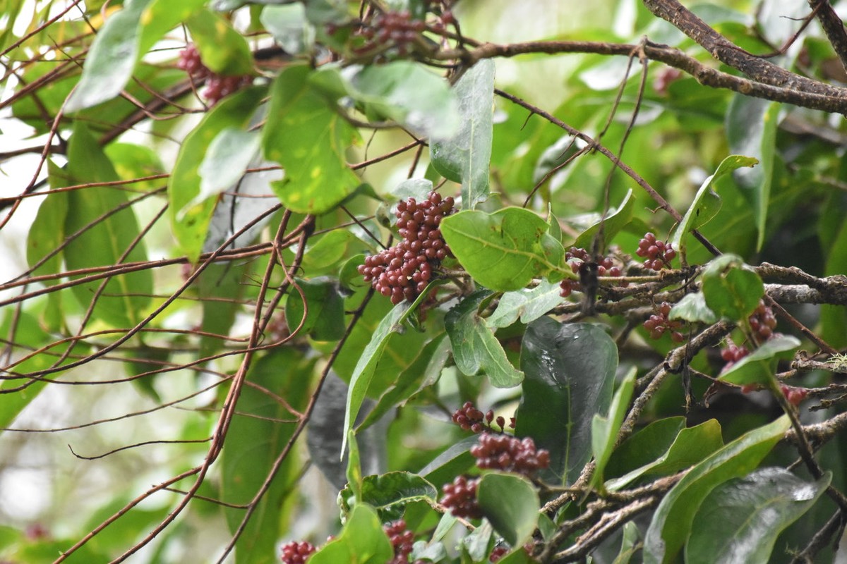 Grappe de fruits de Bois de cabri blanc - Antidesma madagascariense - PHYLLANTHACEAE - Indigène Réunion