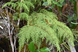 Sphenomeris chinensis - LINDSAEACEAE - Indigène Réunion Maurice