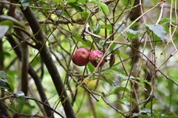 Ti bois de pomme - Syzygium cymosum montanum - MYRTACEAE - Endémique Réunion