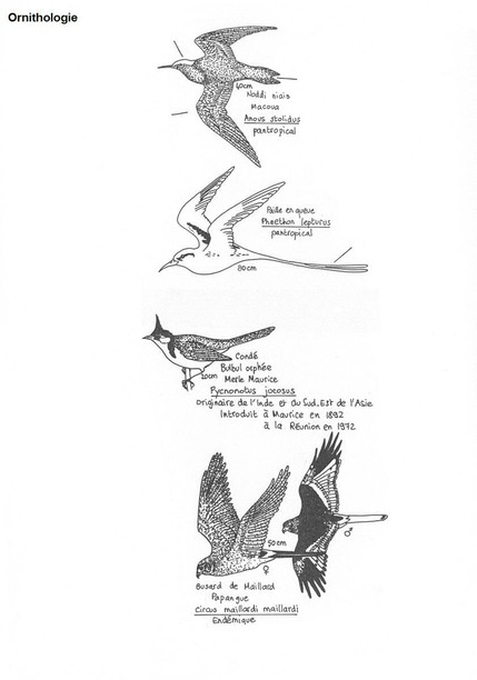 ornithologie