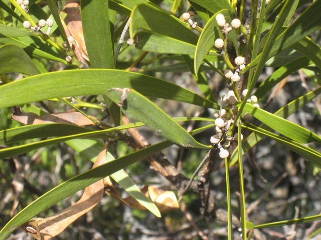 01, Acacia heterophylla, tamarin des hauts, volcan IMG 0889