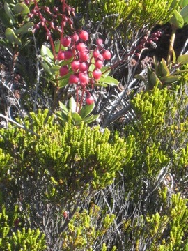 02 Agarista buxifolia, petit bois de rempart,fleur  volcan IMG 0747