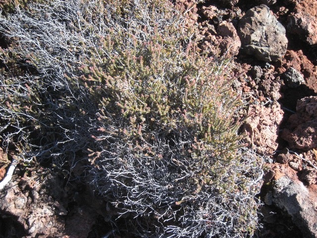 20  Erica galioides, thym marron, volcan IMG 0755