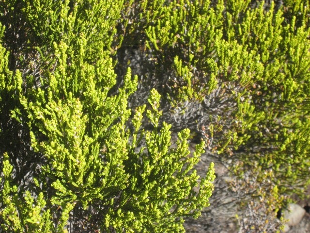 21  Erica reunionnensis, branle vert, volcan IMG 0678