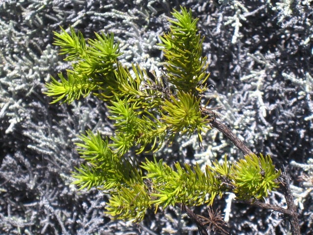 23 Fausajia pinifolia, volcan IMG 0870